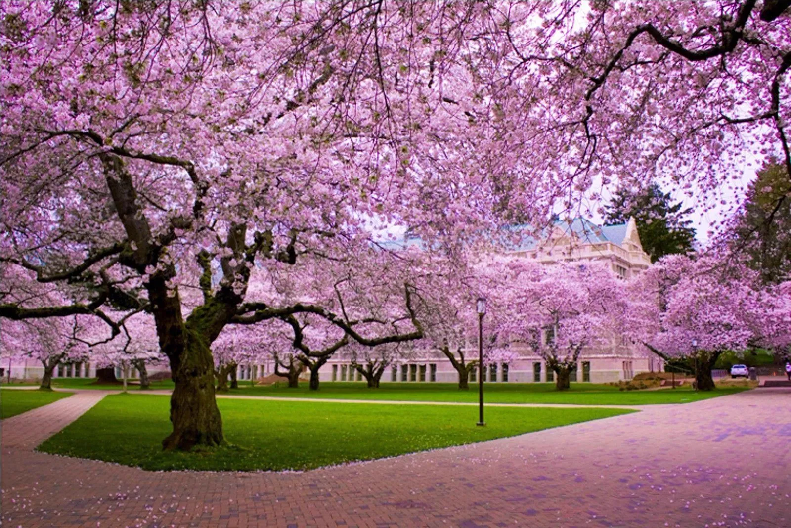 Japan Cherry Blossom Season